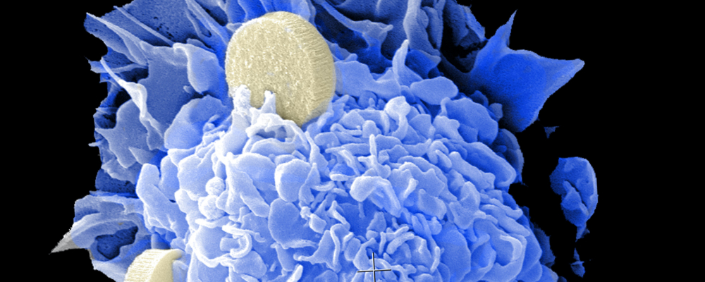 Our Scientific Committees